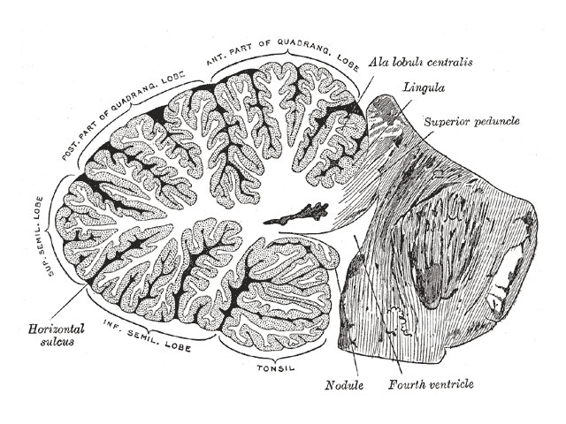 小脳の断面図