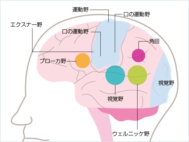 能力アップする脳の解析図