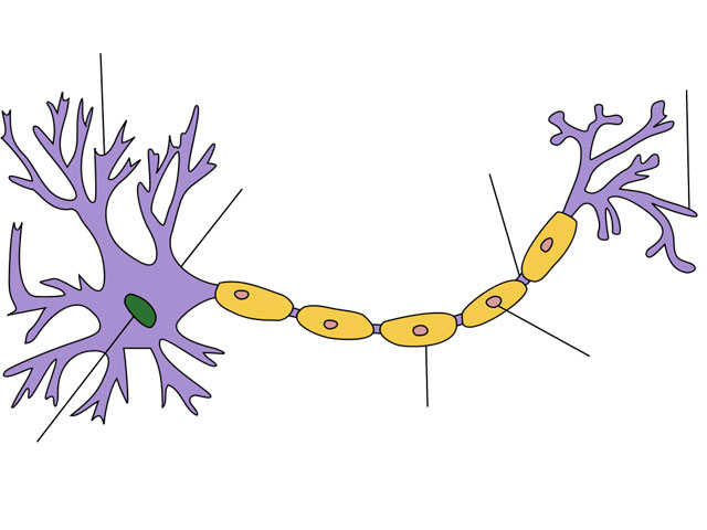 ニューロンの構造