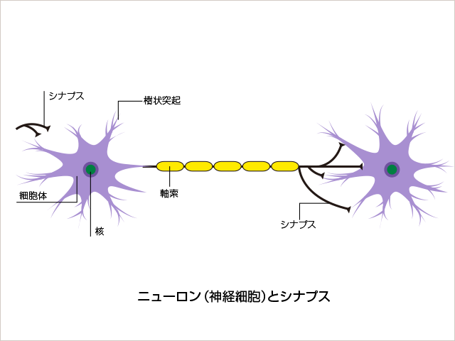 図：神経細胞の構造