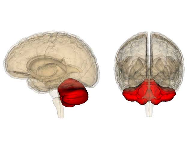 小脳の位置は脳の後ろで重要な役割を担っている