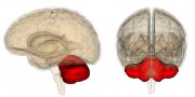 小脳の位置は脳の後ろで重要な役割を担っている