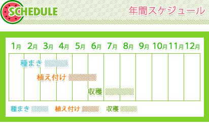 スイカ栽培、年間スケジュール