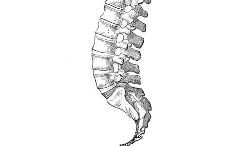 脊髄の下部の拡大図