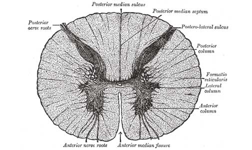脊髄の中枢神経が見える断面図