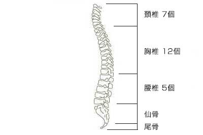 脊髄を横から見たイラスト図